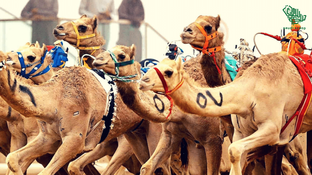 Camel Racing Beauty Pageants in Saudi Arabia | Richest Races | Saudi Scoop