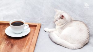 Saudi's First Cat Cafe