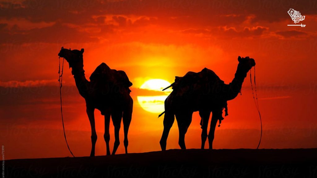 Future of camels: ICO Chairman on culture a strategic goal