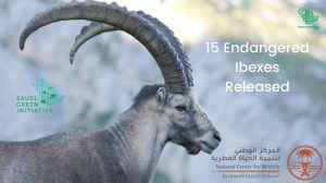 Ibexes in the Soudah reserve wildlife Saudiscoop