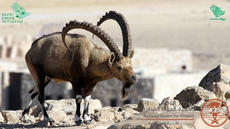 Ibexes Soudah reserve wildlife Saudiscoop