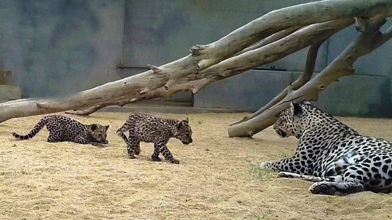 February 10 The Arabian Leopard Day Saudiscoop (2)