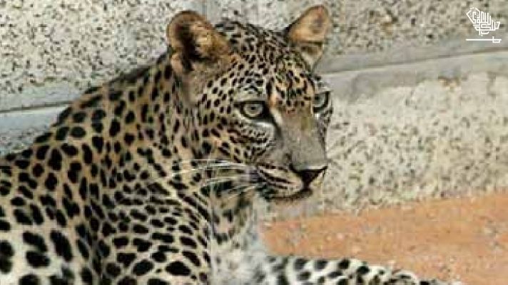 February 10 The Arabian Leopard Day Saudiscoop (3)