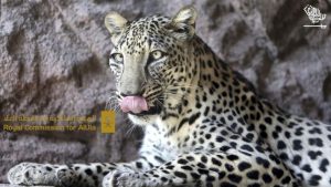 Arabian Leopard Day Saudiscoop