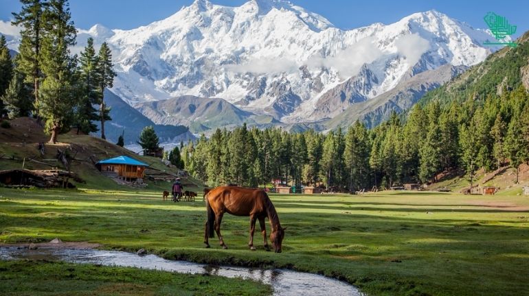 Fairy Meadows, Gilgit-Baltistan, Pakistan-top-7-must-visit-places-of-the-world-and-why-saudiscoop (23)