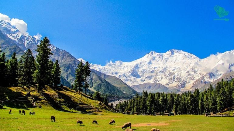 Fairy Meadows, Gilgit-Baltistan, Pakistan-top-7-must-visit-places-of-the-world-and-why-saudiscoop (29)