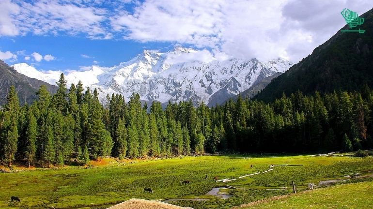 Fairy Meadows, Gilgit-Baltistan, Pakistan-top-7-must-visit-places-of-the-world-and-why-saudiscoop (30)