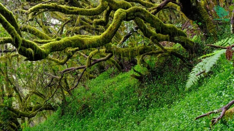 Garajonay National Park-top-7-must-visit-places-of-the-world-and-why-saudiscoop (1)