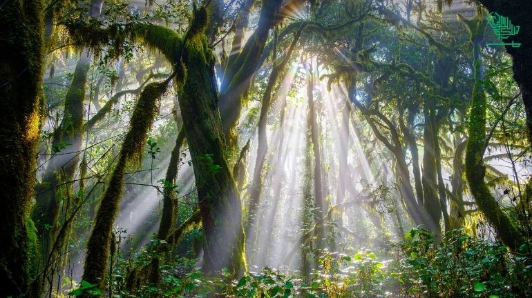 Garajonay National Park-top-7-must-visit-places-of-the-world-and-why-saudiscoop (2)