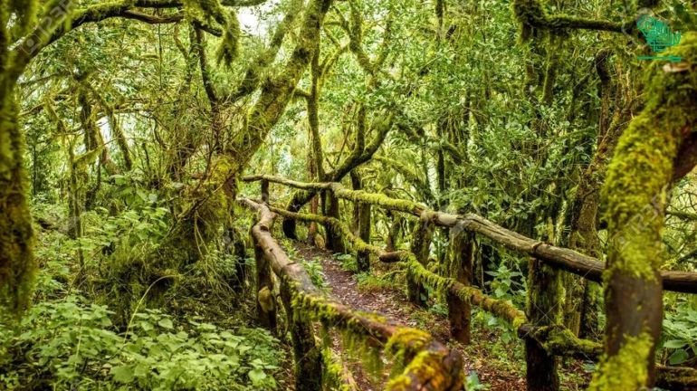 Garajonay National Park-top-7-must-visit-places-of-the-world-and-why-saudiscoop (3)