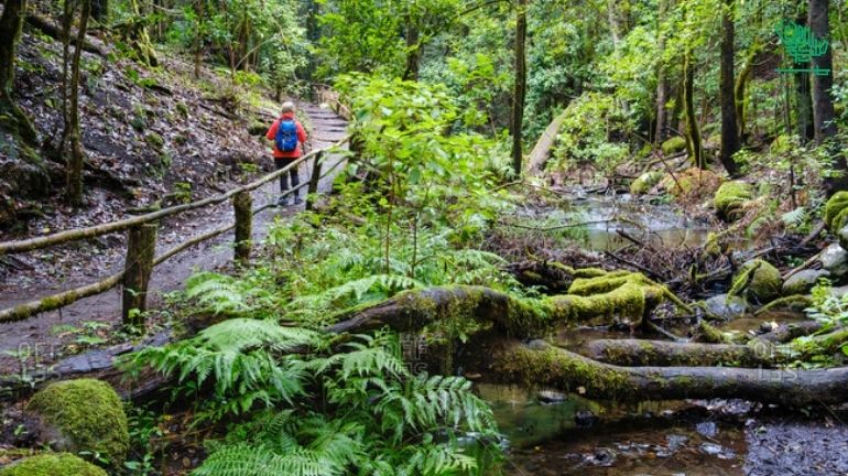 Garajonay National Park-top-7-must-visit-places-of-the-world-and-why-saudiscoop (4)