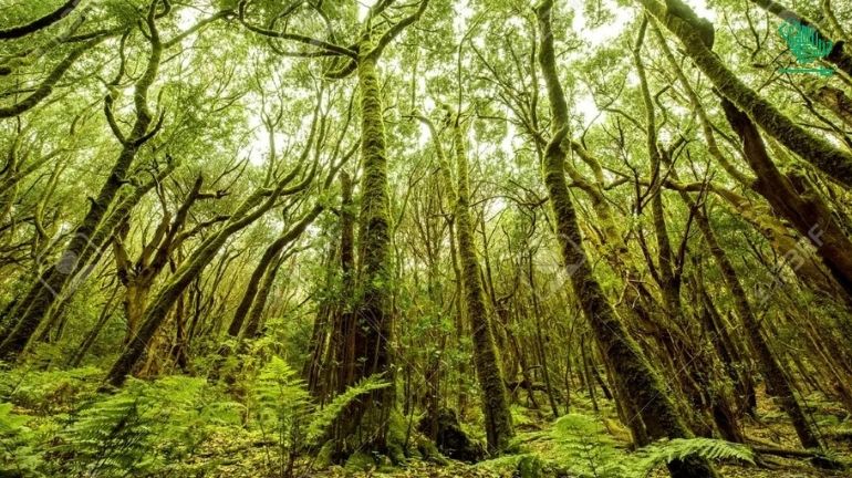 Garajonay National Park-top-7-must-visit-places-of-the-world-and-why-saudiscoop (5)