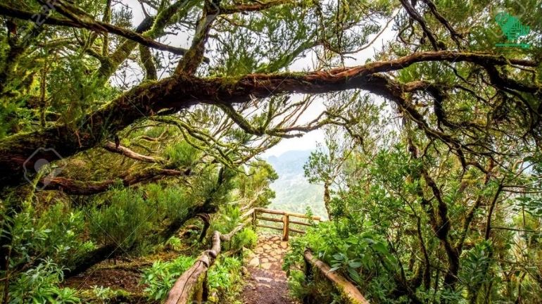Garajonay National Park-top-7-must-visit-places-of-the-world-and-why-saudiscoop (6)
