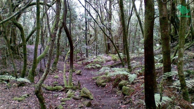 Garajonay National Park-top-7-must-visit-places-of-the-world-and-why-saudiscoop (7)