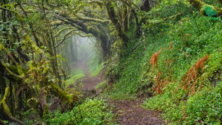 Garajonay National Park-top-7-must-visit-places-of-the-world-and-why-saudiscoop (9)