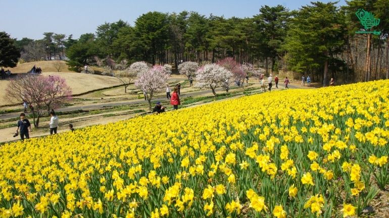 Hitachi Seaside Park, Ibaraki, Japan-top-7-must-visit-places-of-the-world-and-why-saudiscoop (10)
