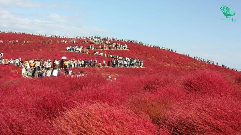 Hitachi Seaside Park, Ibaraki, Japan-top-7-must-visit-places-of-the-world-and-why-saudiscoop (11)