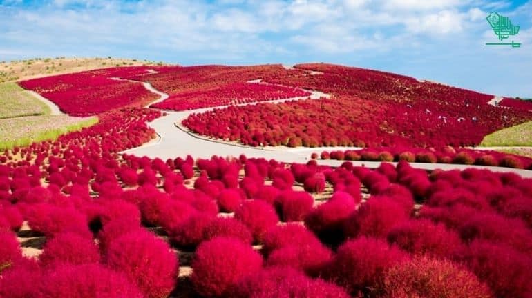 Hitachi Seaside Park, Ibaraki, Japan-top-7-must-visit-places-of-the-world-and-why-saudiscoop (2)