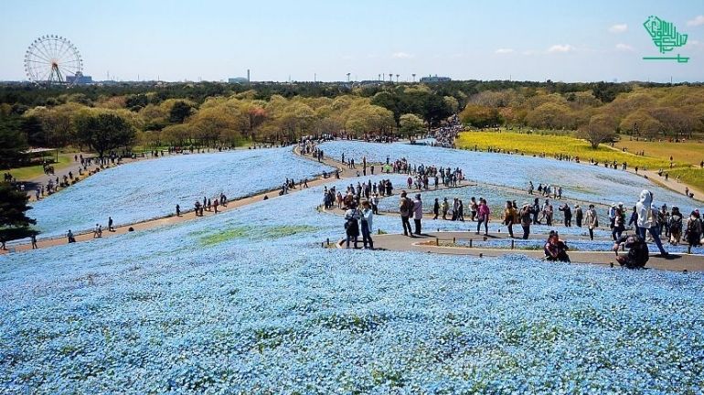 Hitachi Seaside Park, Ibaraki, Japan-top-7-must-visit-places-of-the-world-and-why-saudiscoop (3)