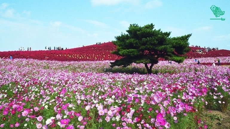 Hitachi Seaside Park, Ibaraki, Japan-top-7-must-visit-places-of-the-world-and-why-saudiscoop (5)