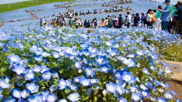 Hitachi Seaside Park, Ibaraki, Japan-top-7-must-visit-places-of-the-world-and-why-saudiscoop (6)