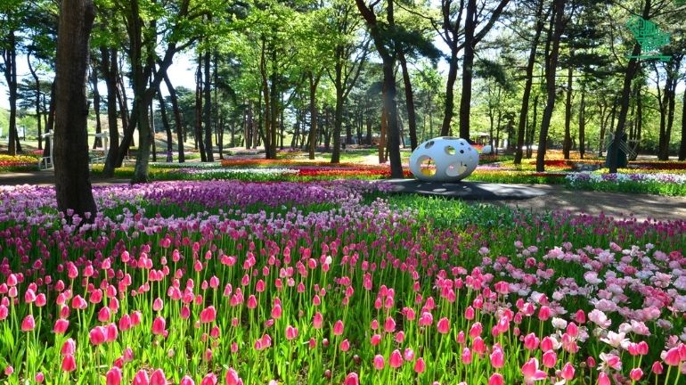 Hitachi Seaside Park, Ibaraki, Japan-top-7-must-visit-places-of-the-world-and-why-saudiscoop (7)