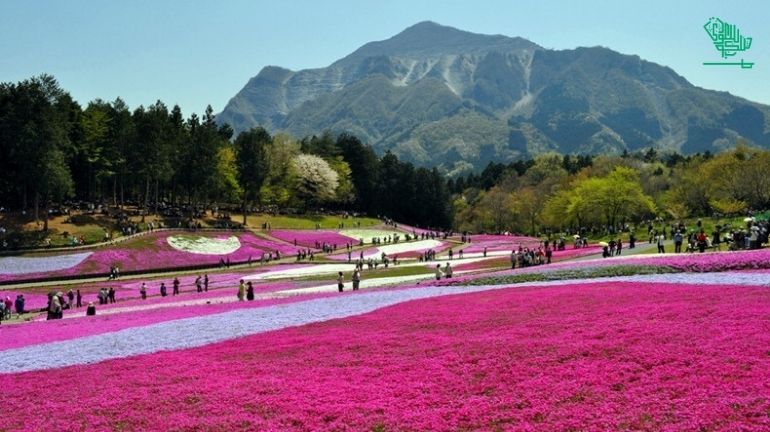Hitachi Seaside Park, Ibaraki, Japan-top-7-must-visit-places-of-the-world-and-why-saudiscoop (8)