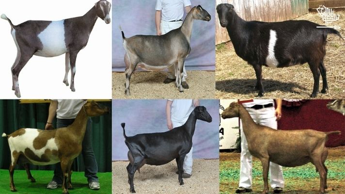 livestock breeders Murcia-Granada goat in Saudi Arabia Saudiscoop