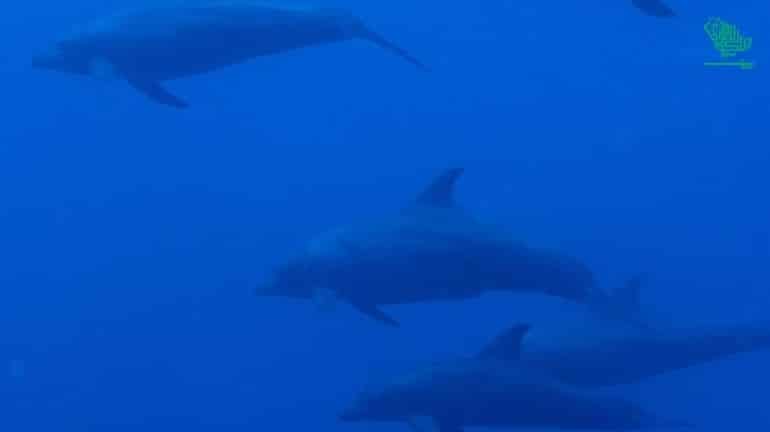 Dolphin Free Diver yanbu-places-explore-yanbu-ksa-saudiscoop (3)