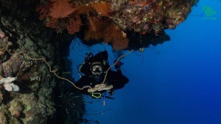 Dolphin Free Diver yanbu-places-explore-yanbu-ksa-saudiscoop (4)