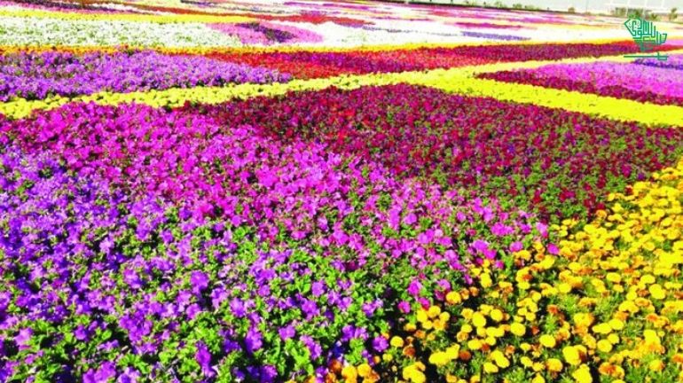Flower Festival in Yanbu-places-explore-yanbu-ksa-saudiscoop (6)