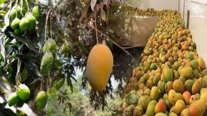 jazan-1-million-trees-65k-tons-mangoes-harvested-saudiscoop