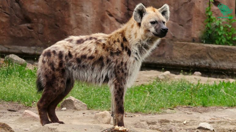 The Magnificent Riyadh Zoo timings-saudiscoop (16)