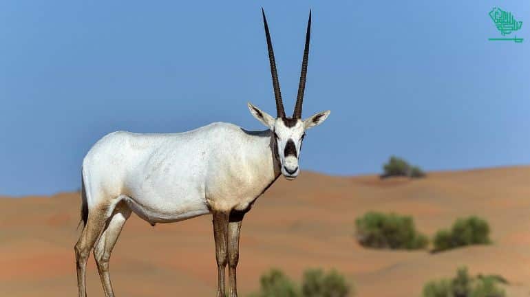 The Magnificent Riyadh Zoo timings-saudiscoop (20)