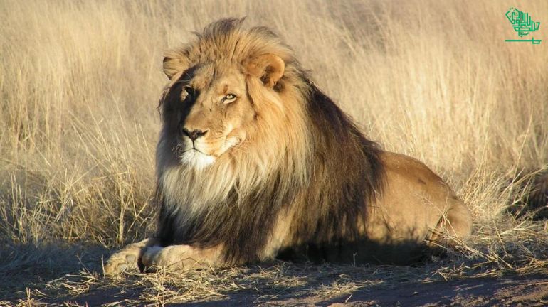 The Magnificent Riyadh Zoo timings-saudiscoop (6)