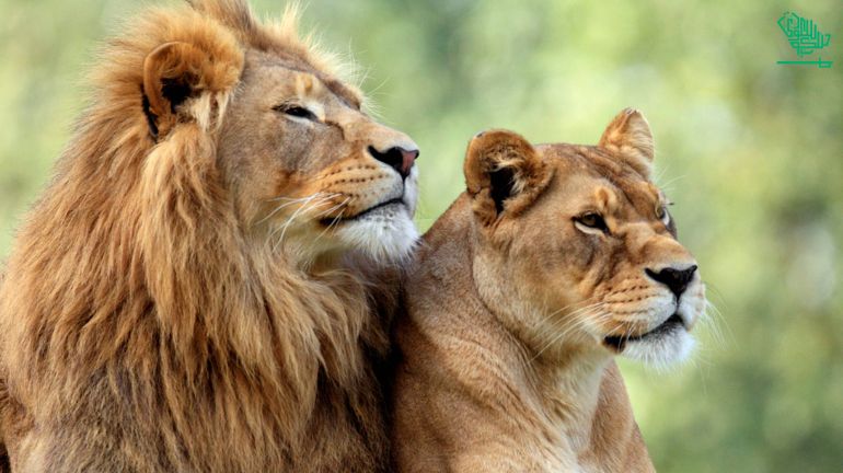 The Magnificent Riyadh Zoo timings-saudiscoop (7)