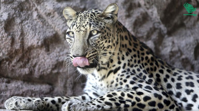The Magnificent Riyadh Zoo timings-saudiscoop (8)
