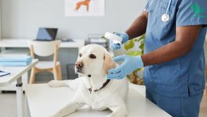 top-veterinary-clinics-for-pets-in-saudi-arabia-saudiscoop