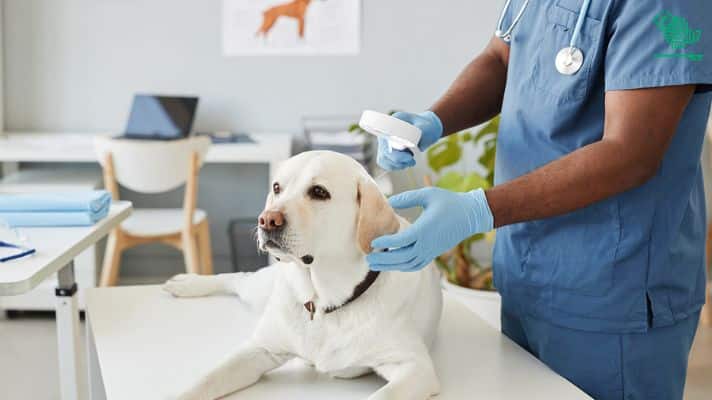 top-veterinary-clinics-for-pets-in-saudi-arabia-saudiscoop