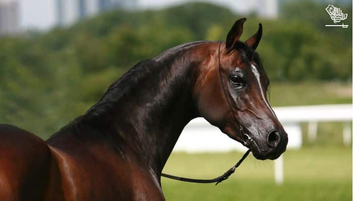 Egyptian Arabian Horse 