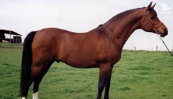 Crabbet 100% Arabian Horse Breed