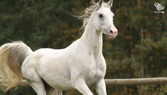 Polish Arabian Horse breed