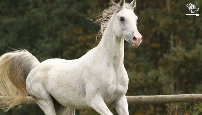 Polish Arabian Horse breed
