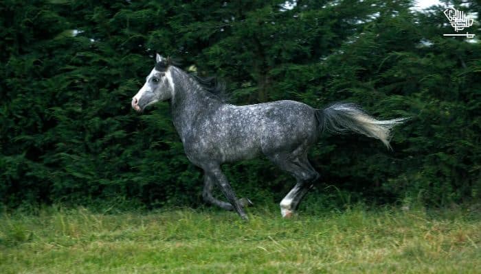 Russian Arabian Horse
