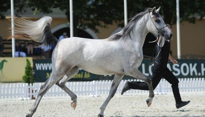 Shagya Arabian Horse