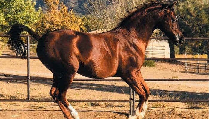Spanish Arabian Horse Breed