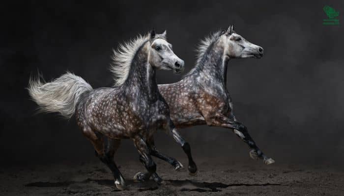 Why Arabian Horses Are Expensive